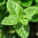 Yodeyma Mint Ocean парфюмированная вода 15ml 324 фото 2