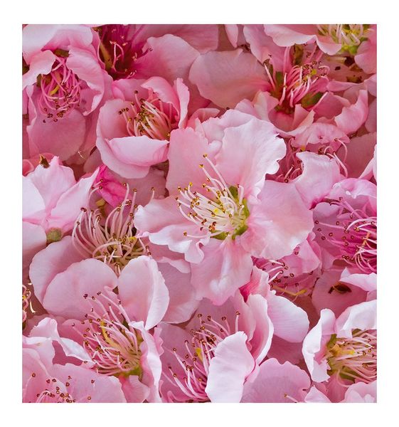 Парфюмированная вода Yodeyma Sexy Rose 100ml 104 фото